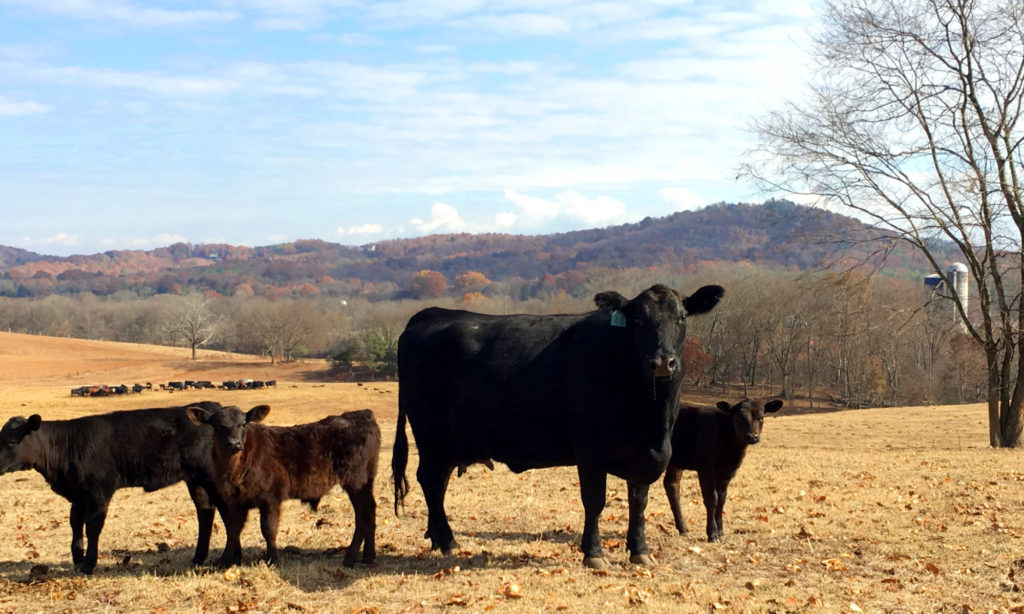 Cattle herd on a Tennessee farm. 